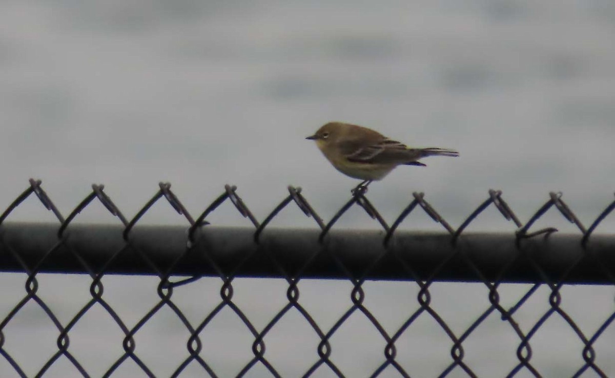 Yellow-rumped Warbler - ML646426306