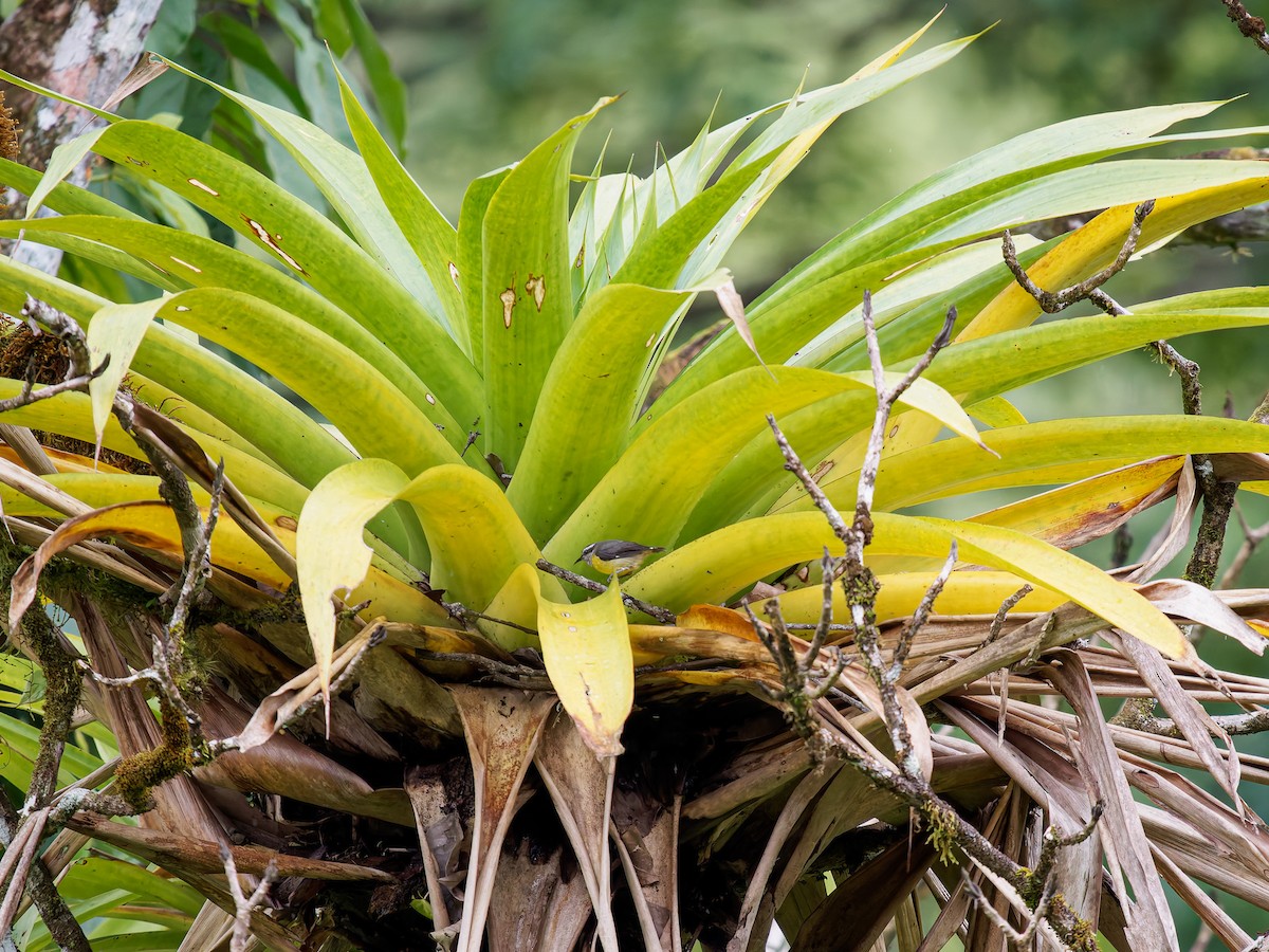 Bananaquit - ML646426307