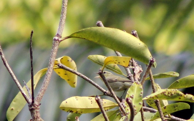 Green Warbler - ML646426308