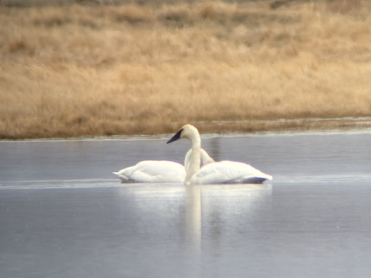 Trumpeter Swan - ML646426309
