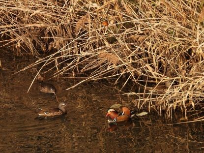 mandarinand - ML646426311