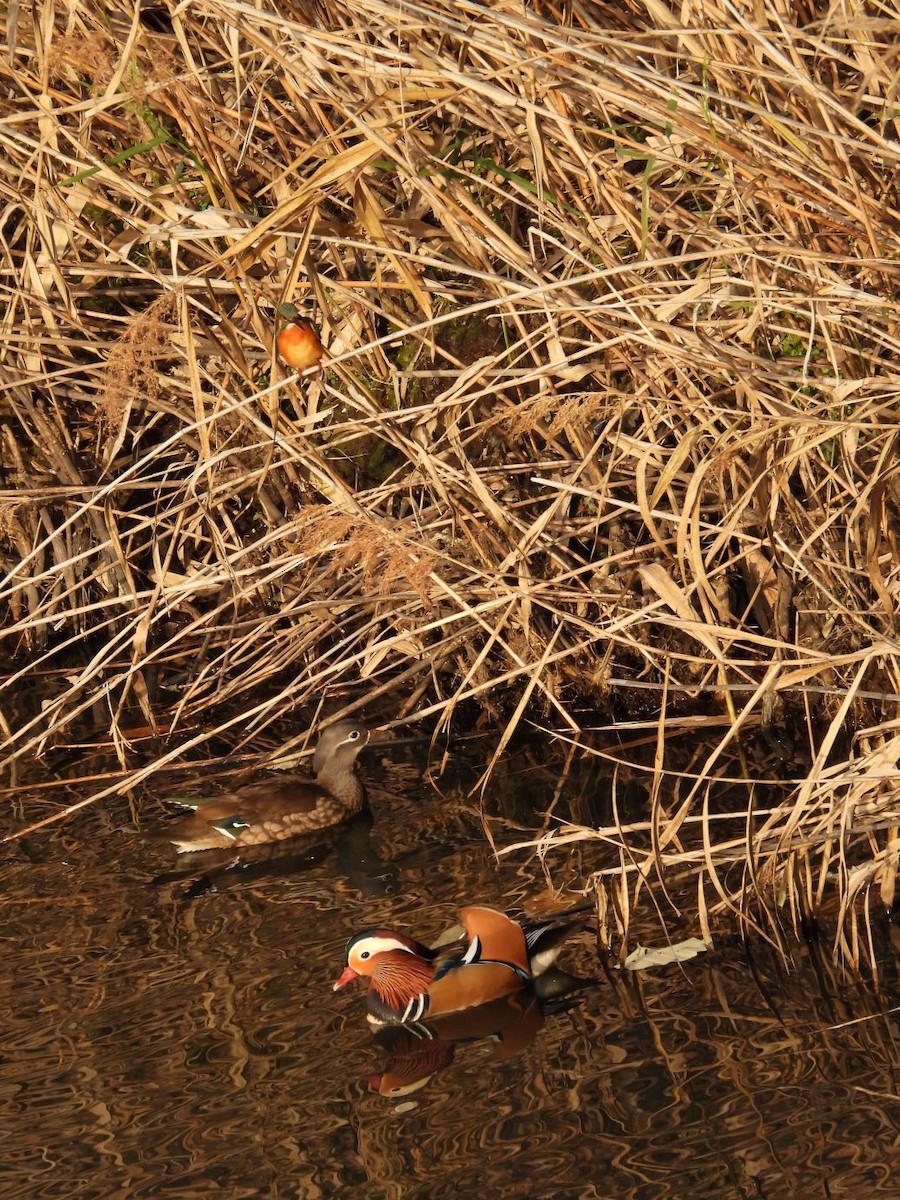 mandarinand - ML646426313