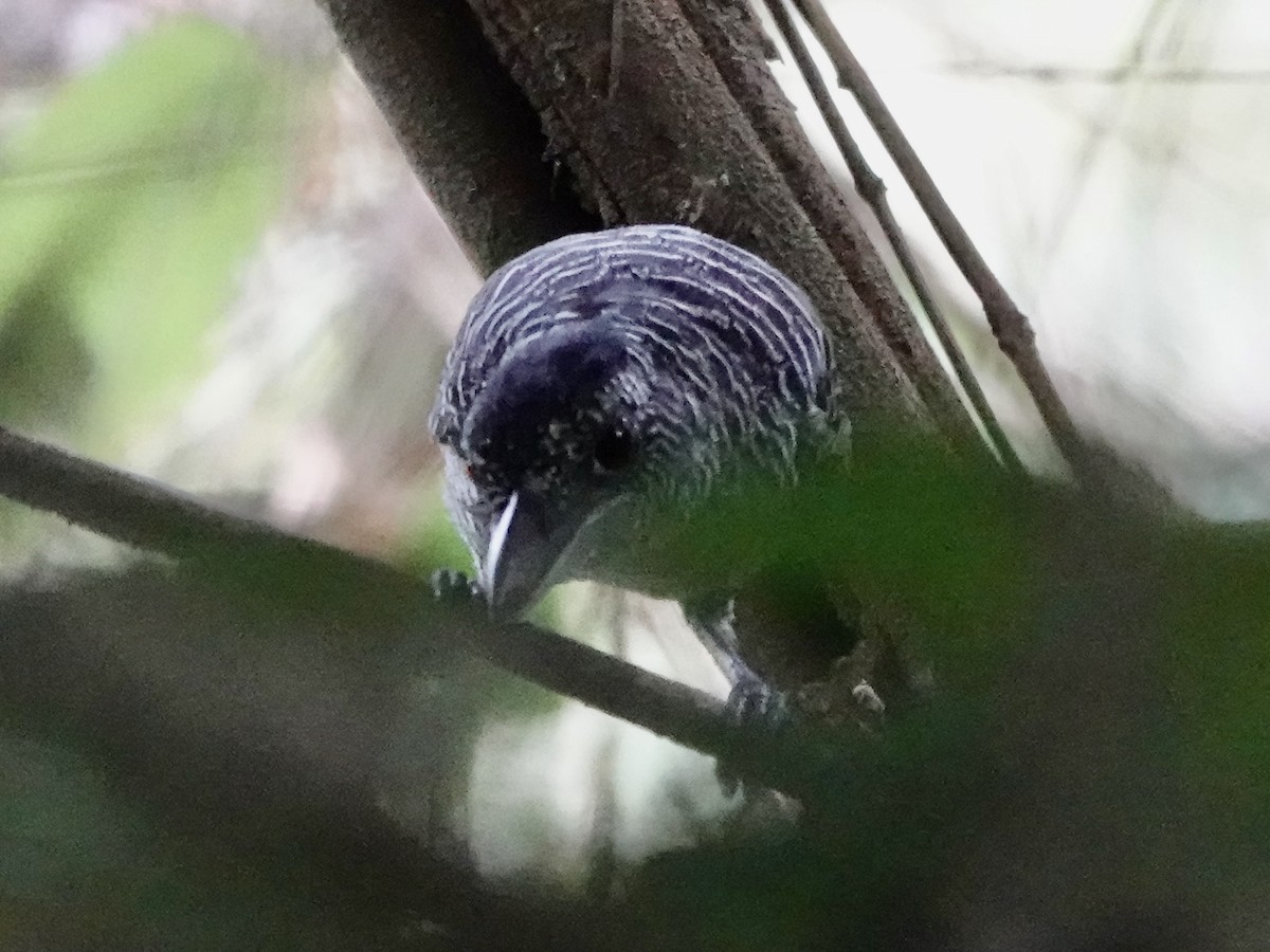 Fasciated Antshrike - ML646426316