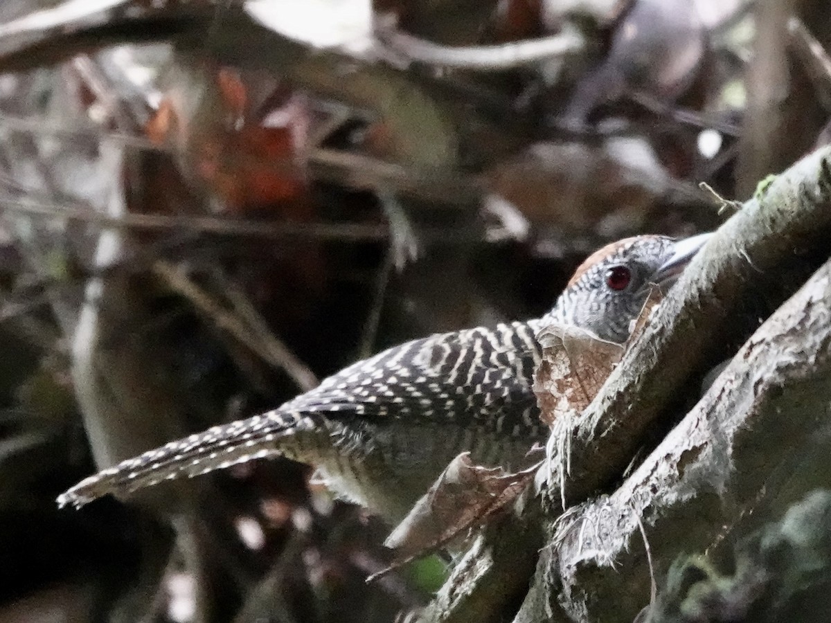 Fasciated Antshrike - ML646426317