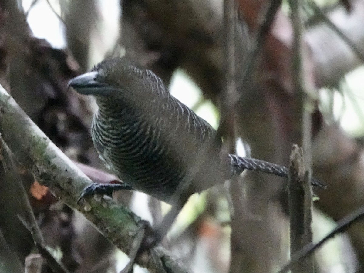 Fasciated Antshrike - ML646426318