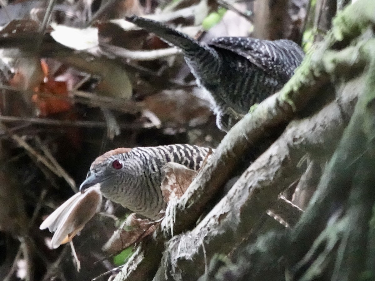 Fasciated Antshrike - ML646426319