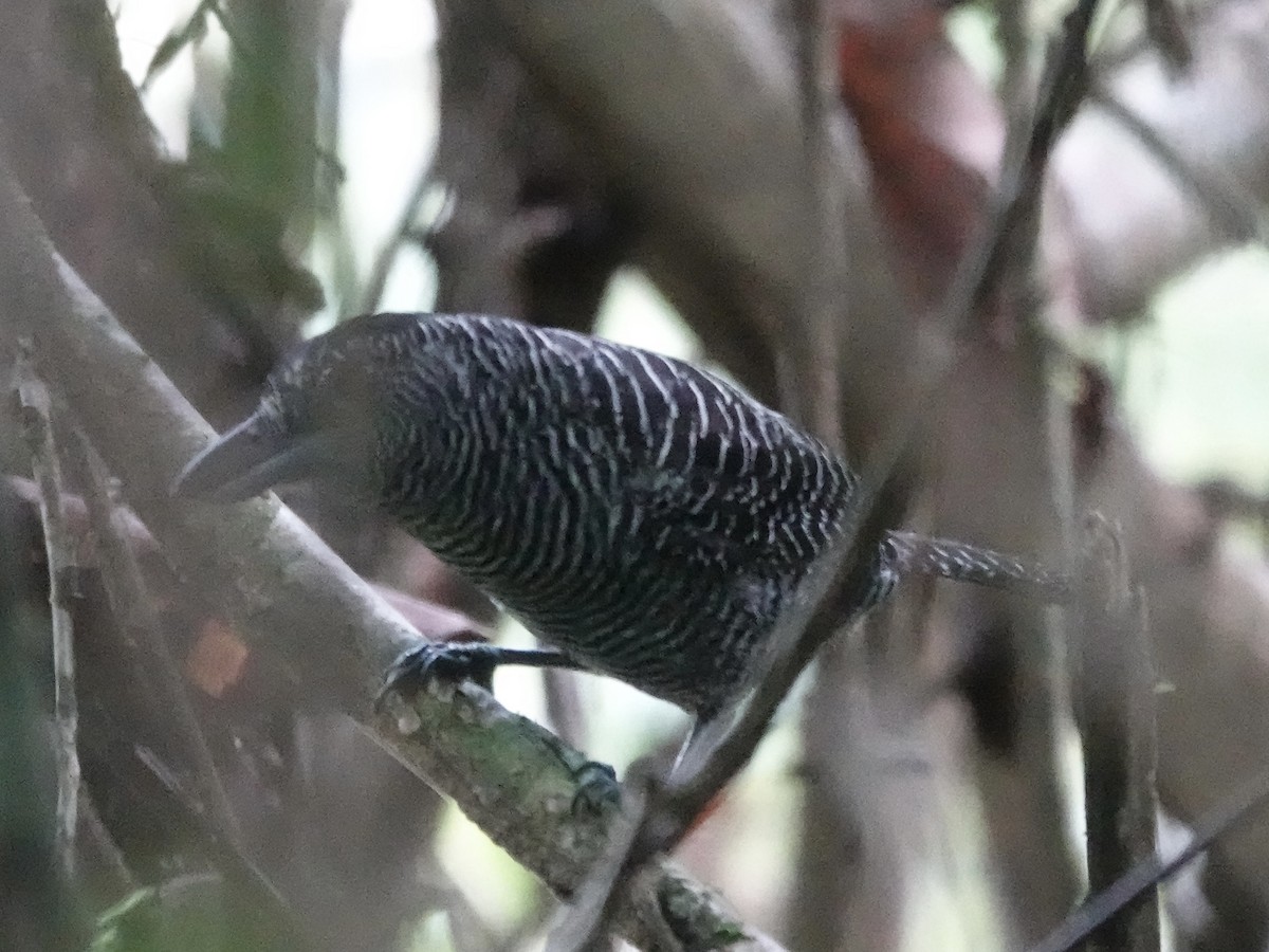 Fasciated Antshrike - ML646426320