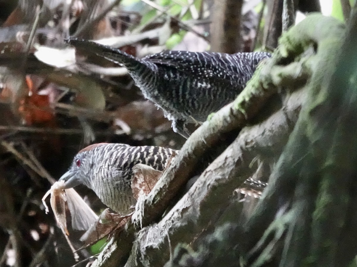 Fasciated Antshrike - ML646426321
