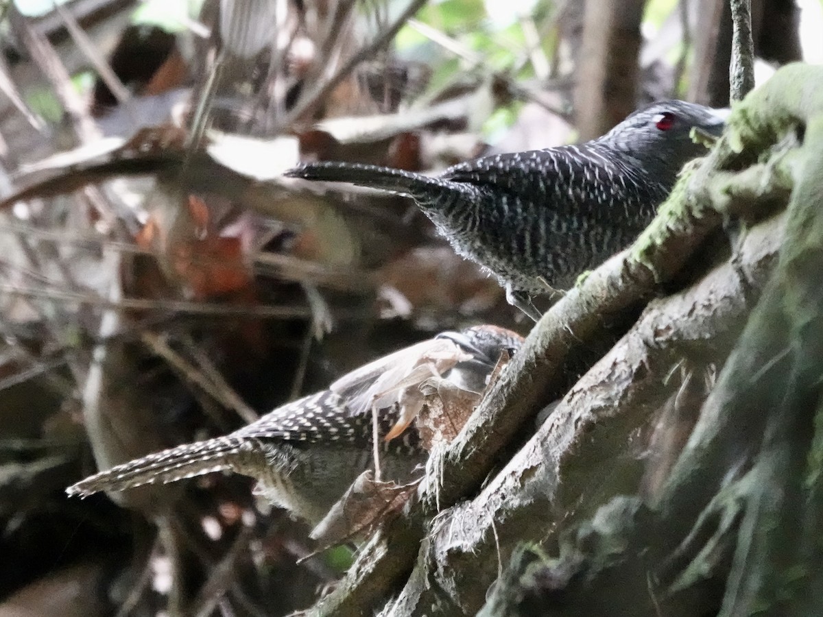 Fasciated Antshrike - ML646426322