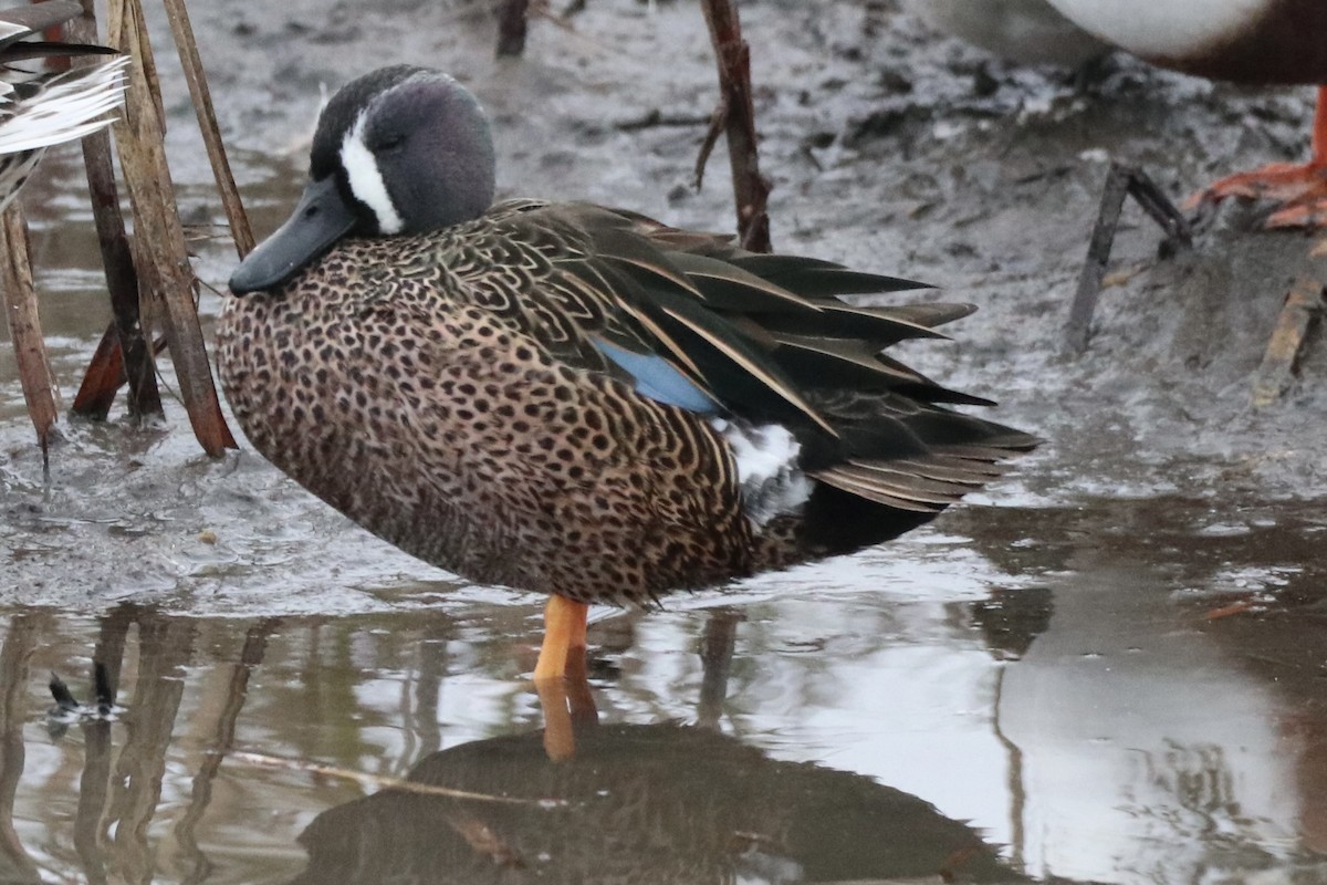 Blue-winged Teal - ML646426327