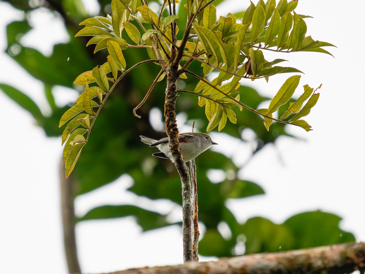 ワキチャアメリカムシクイ - ML646426328