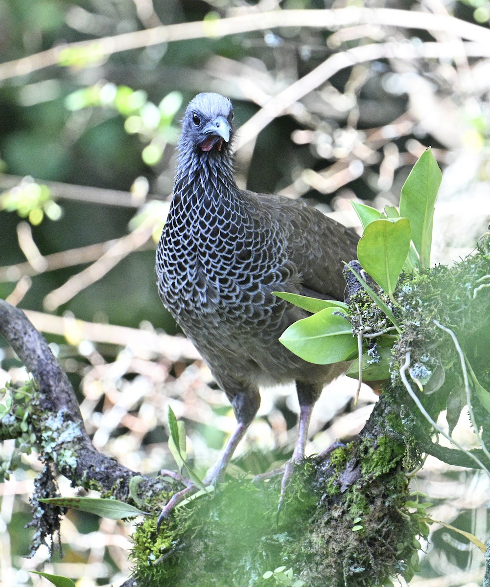 Colombian Chachalaca - ML646426330