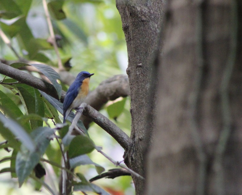 Tickell's Blue Flycatcher - ML646426333