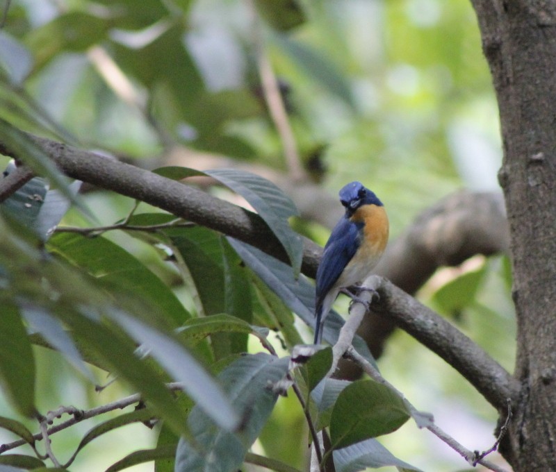 Tickell's Blue Flycatcher - ML646426334