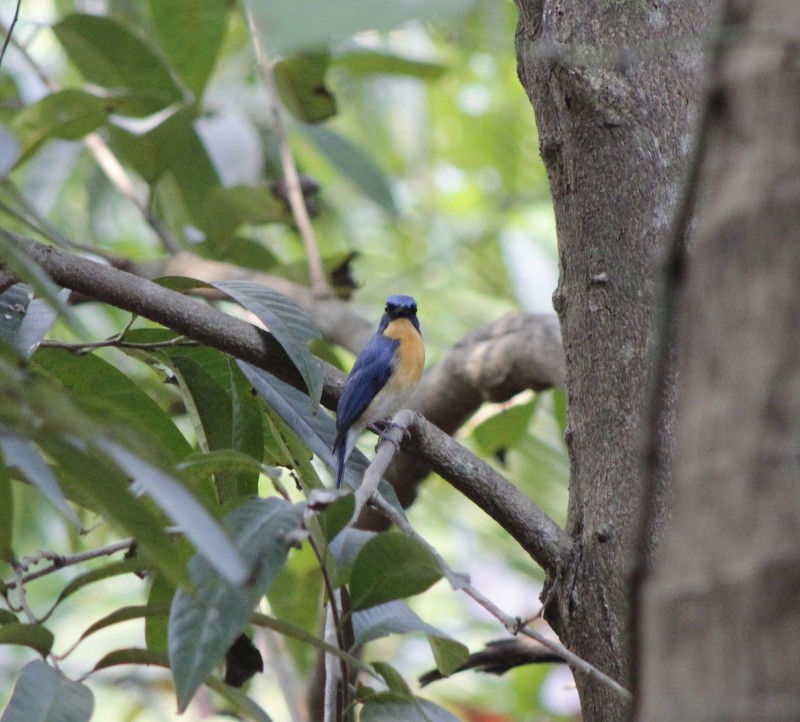 Tickell's Blue Flycatcher - ML646426335