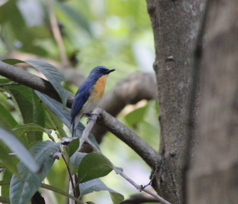 Tickell's Blue Flycatcher - ML646426336