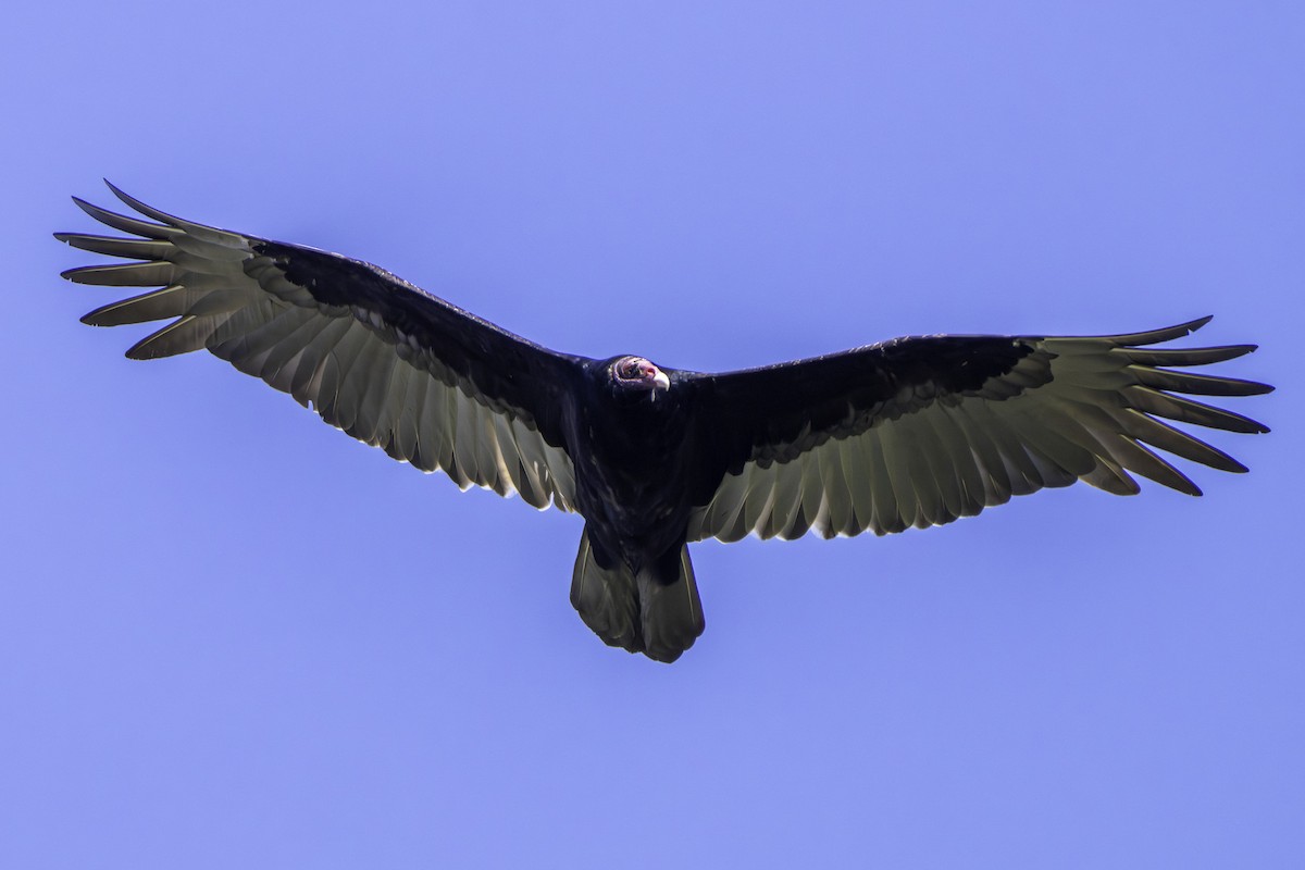 Turkey Vulture - ML646426337