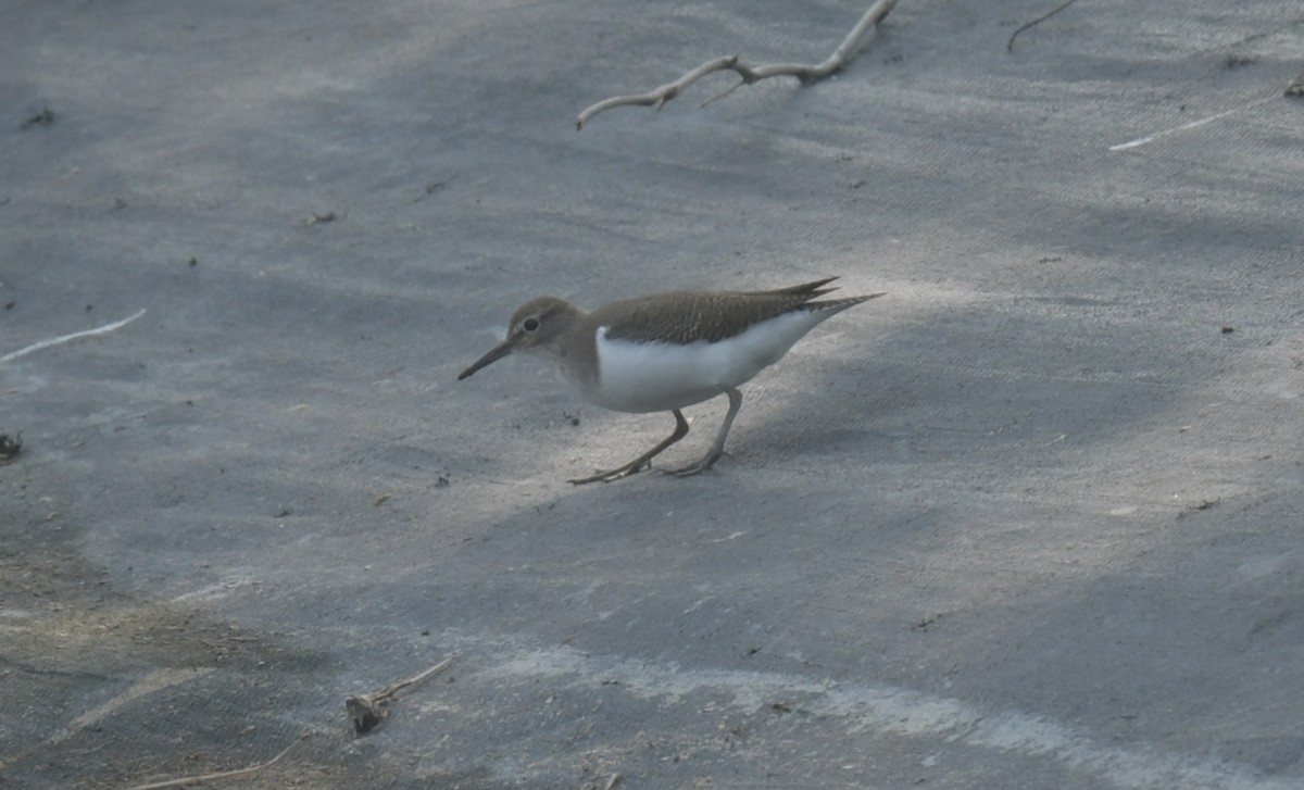 pisík obecný - ML646426338