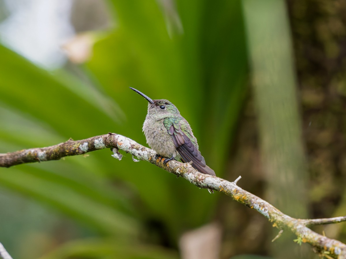 skjellbrystkolibri - ML646426340