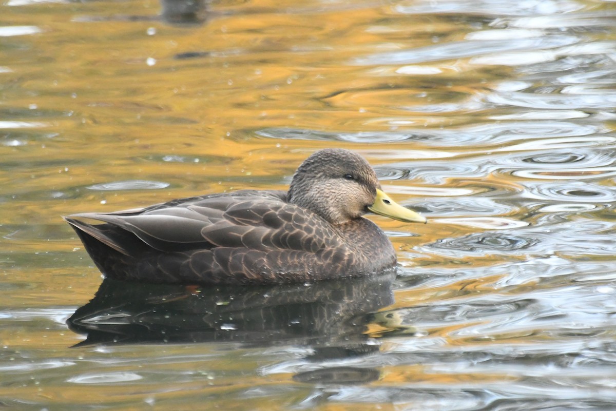 Dunkelente - ML646426341