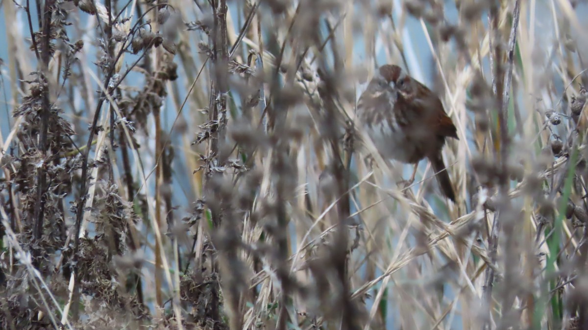 Song Sparrow - ML646426342