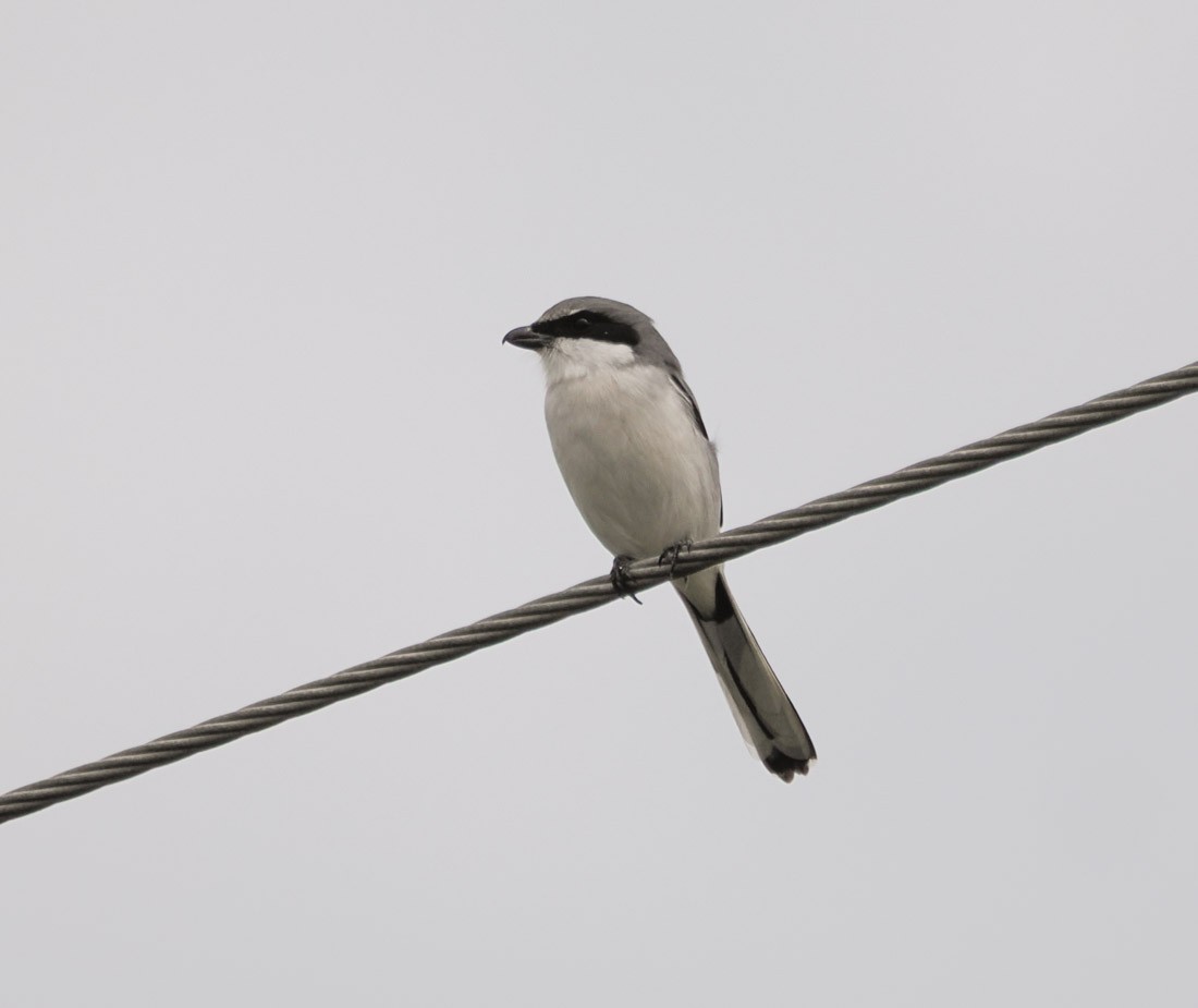 Loggerhead Shrike - ML646426343