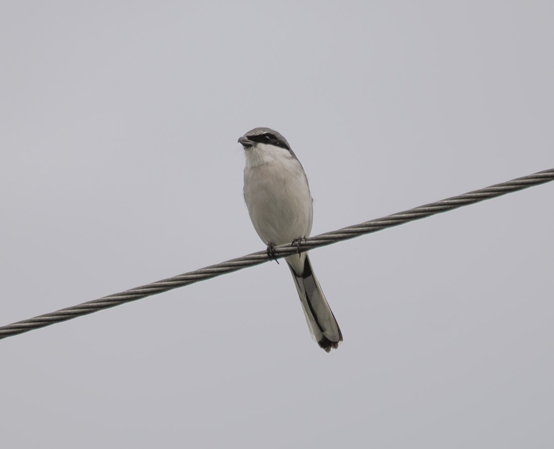 Loggerhead Shrike - ML646426344