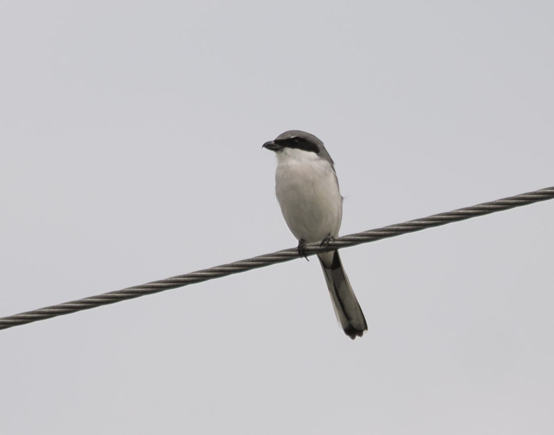 Loggerhead Shrike - ML646426345