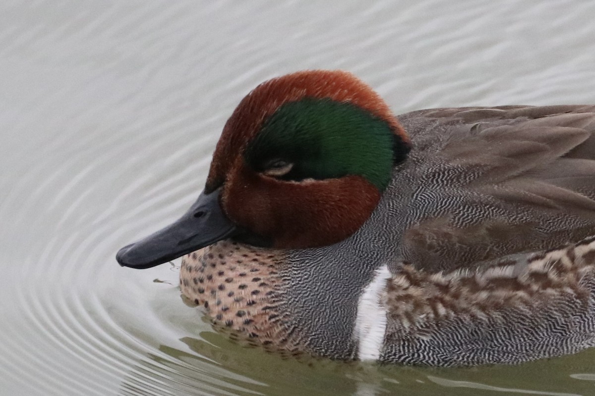 Green-winged Teal - ML646426347