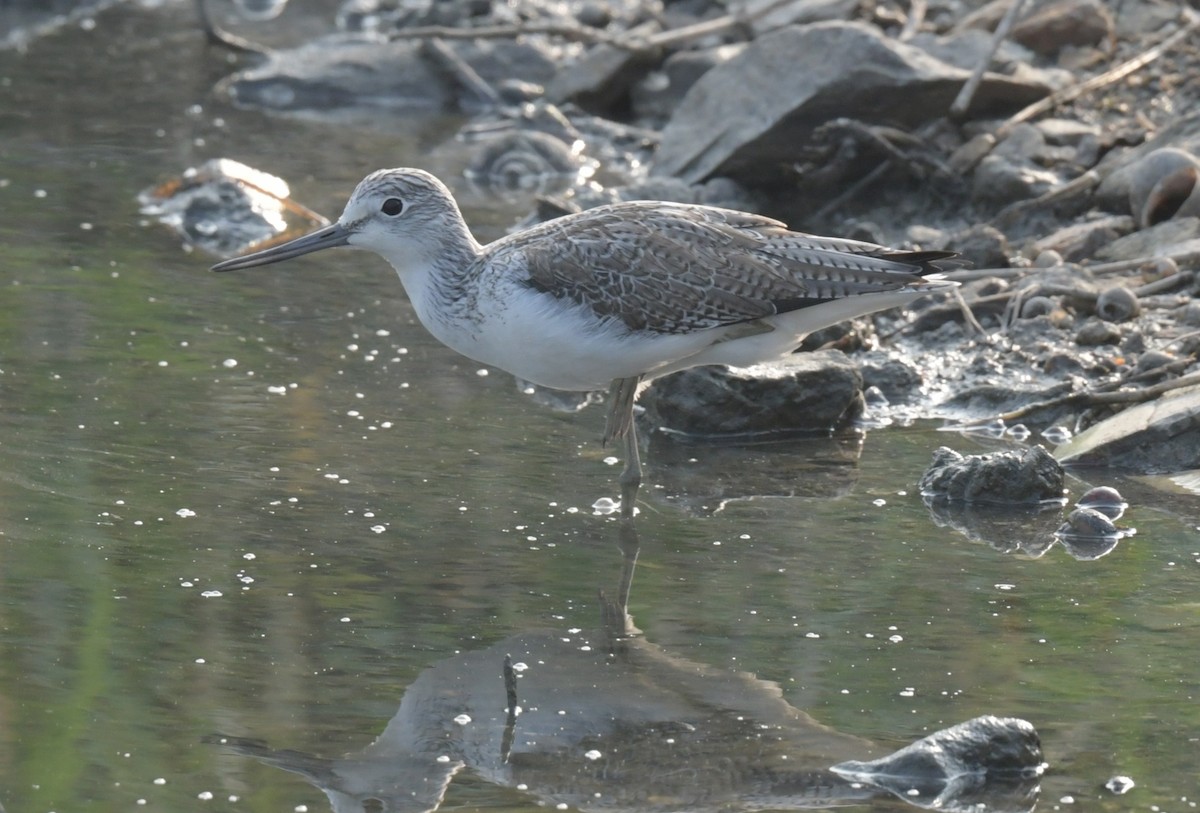 vodouš šedý - ML646426349