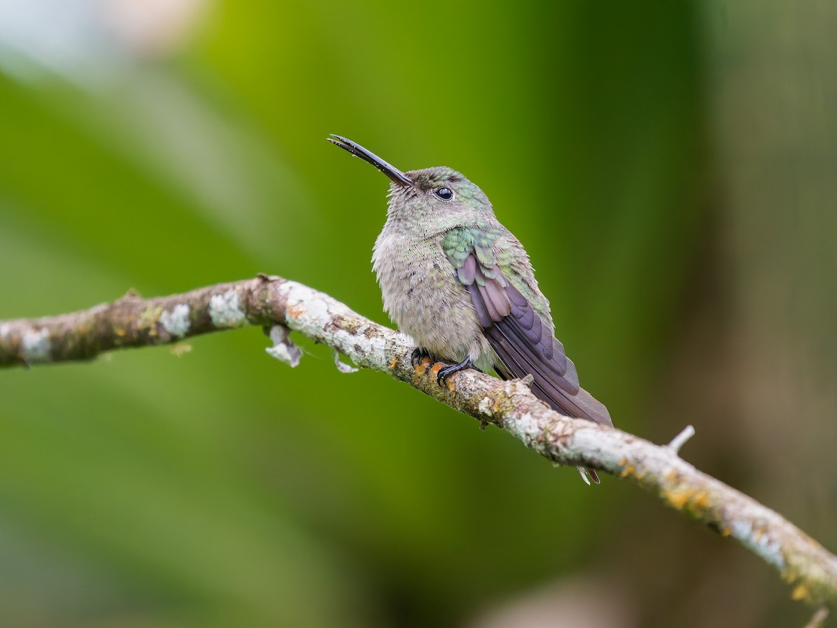 skjellbrystkolibri - ML646426351