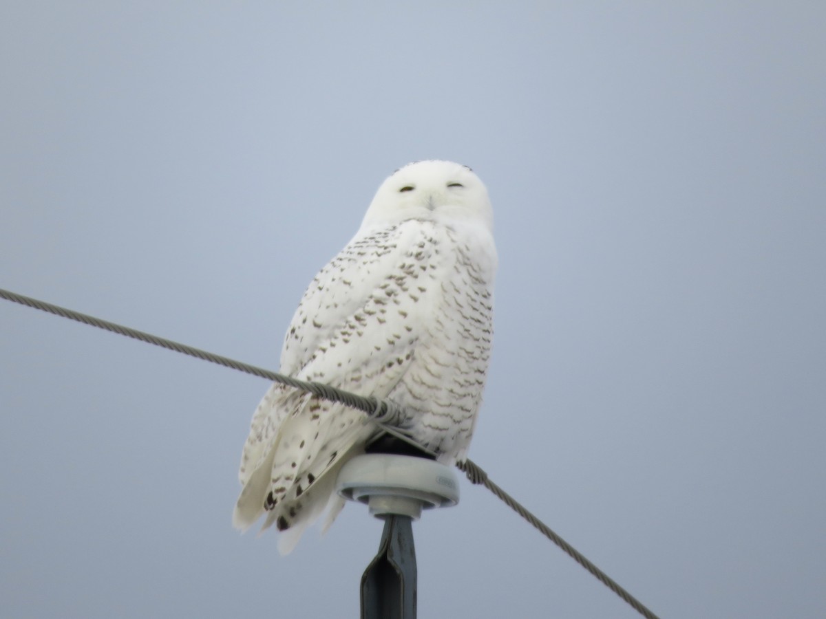 Snowy Owl - ML646426352