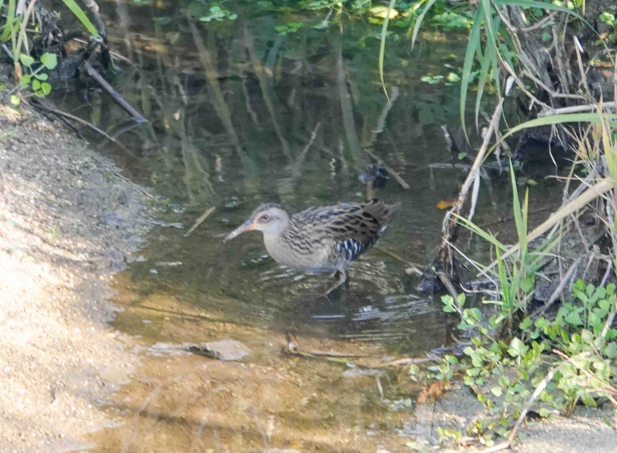 brunkinnrikse - ML646426354