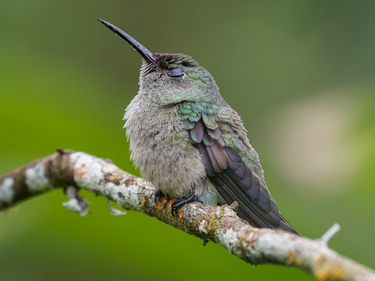 skjellbrystkolibri - ML646426355