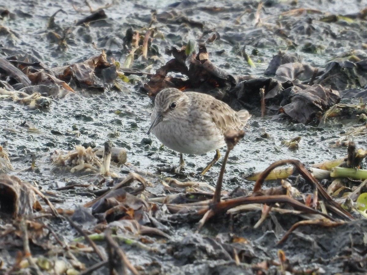 Wiesenstrandläufer - ML646426356