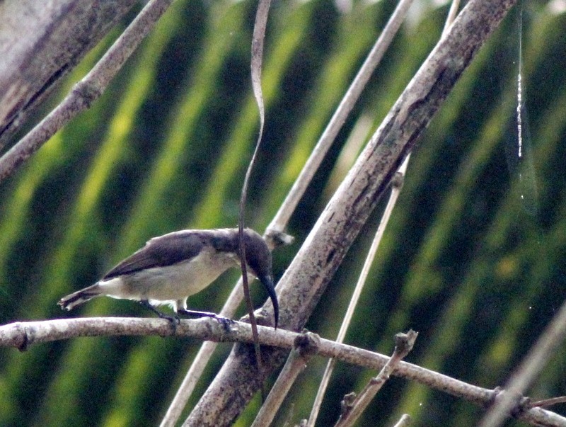 Loten's Sunbird - ML646426357