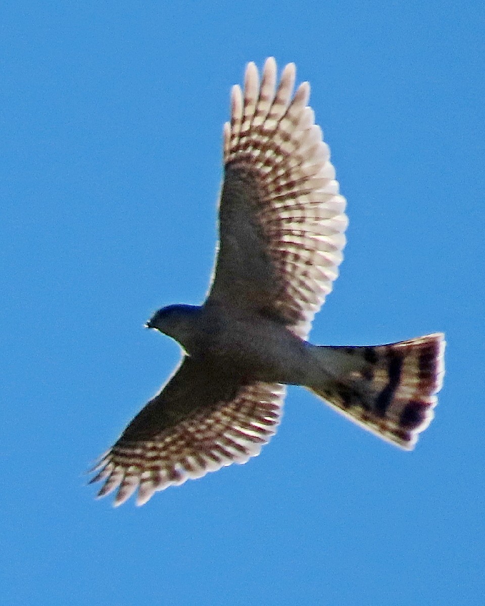Sharp-shinned Hawk - ML646426358