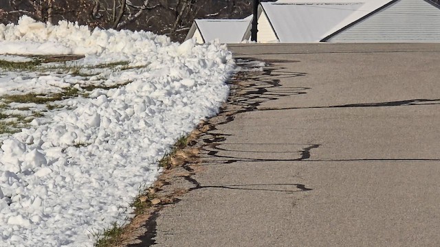 Horned Lark - ML646426359