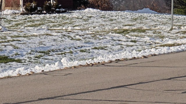 Horned Lark - ML646426360