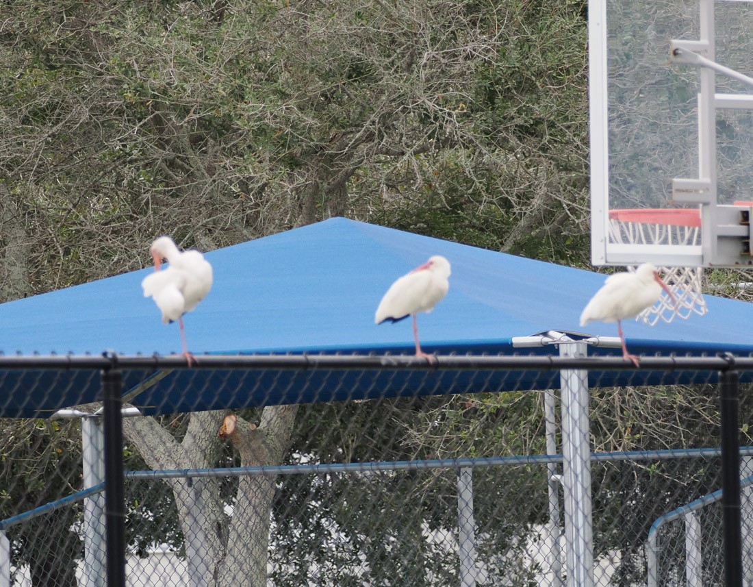 Белый ибис - ML646426361