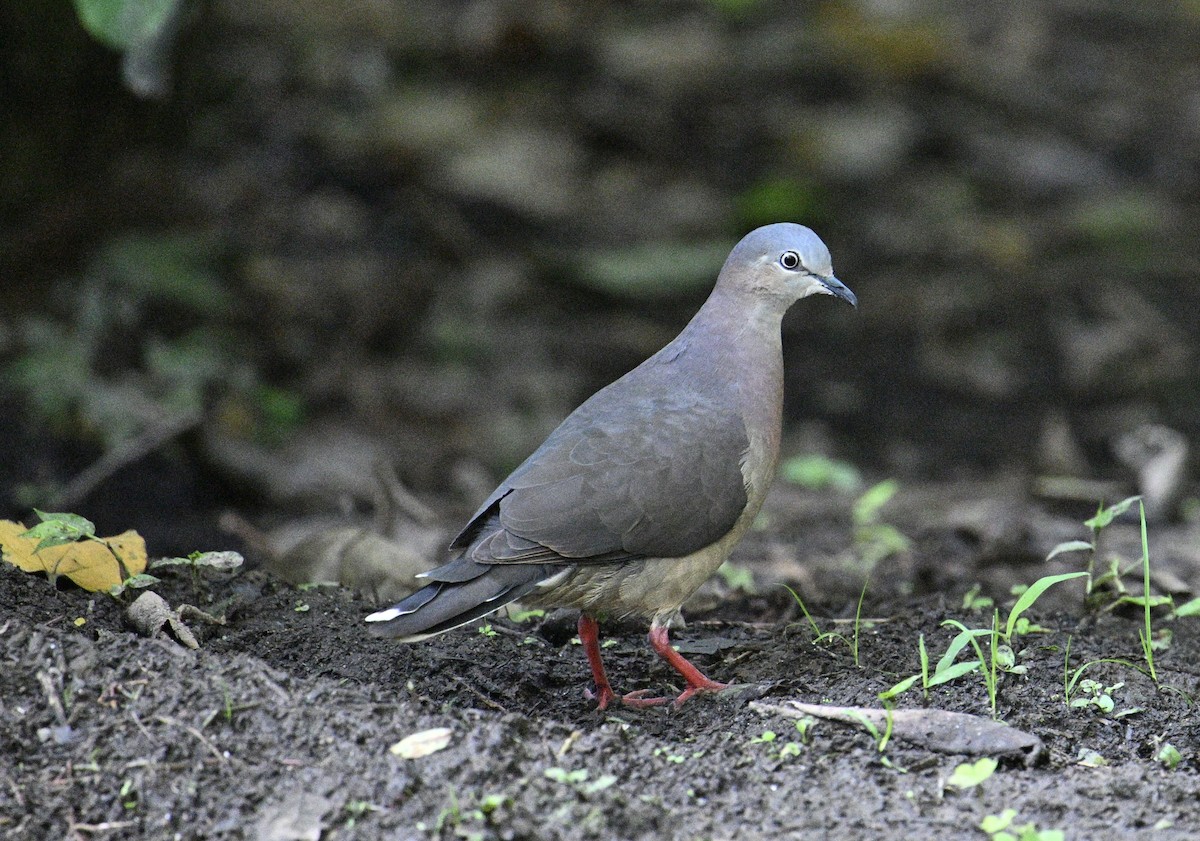 Tolima Dove - ML646426363