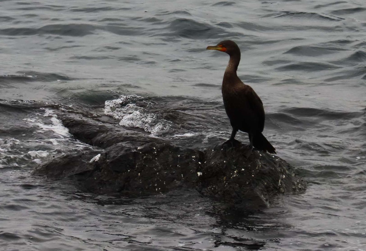 Double-crested Cormorant - ML646426364