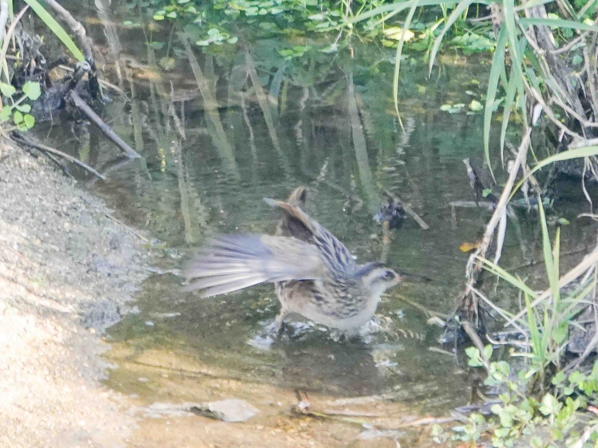 brunkinnrikse - ML646426365