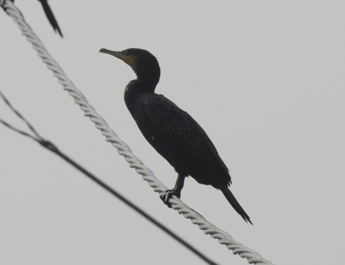 kormorán velký - ML646426371