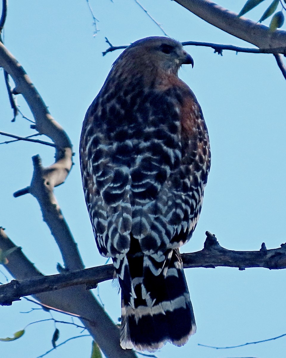 Red-shouldered Hawk - ML646426372