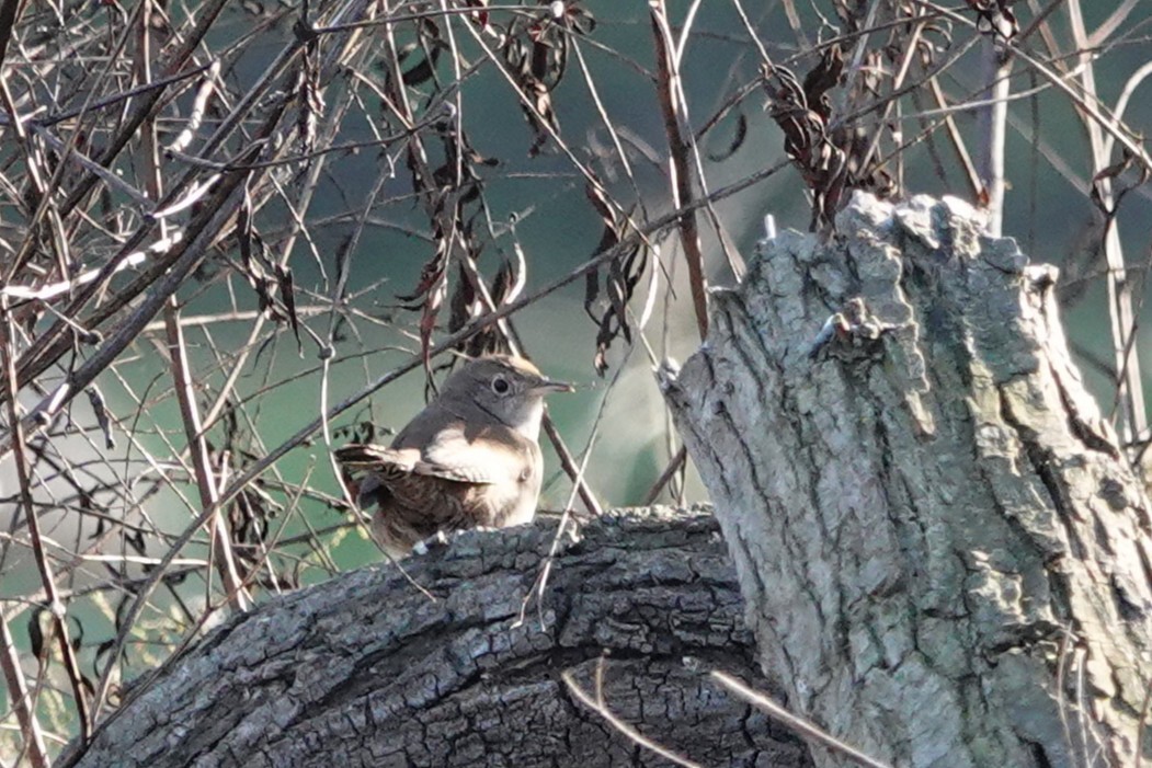 Northern House Wren - ML646426373
