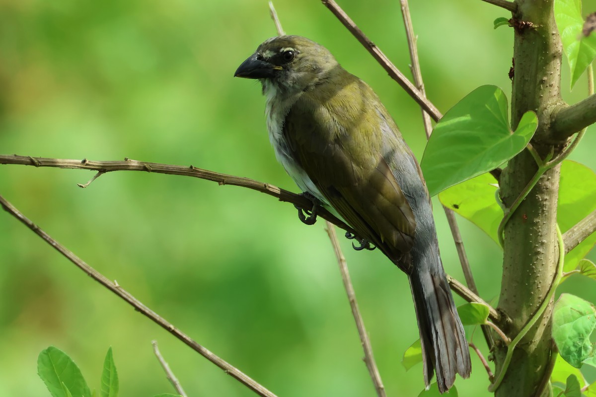 Streaked Saltator - ML646426375