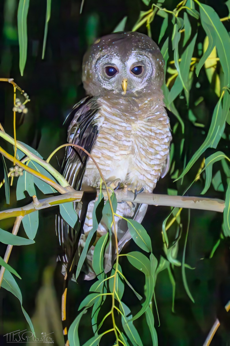 puštík africký - ML646426376