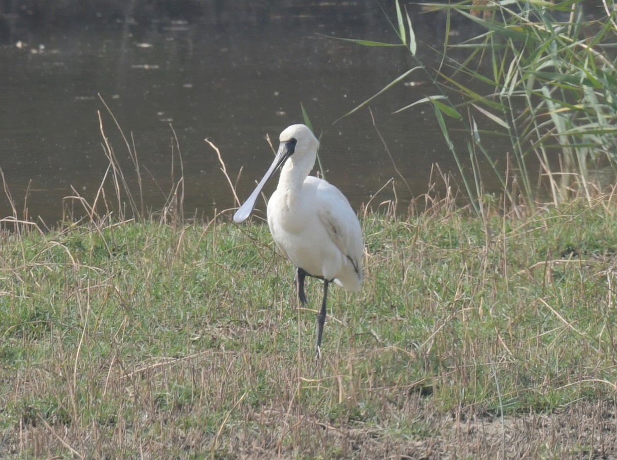 kolpík malý - ML646426381