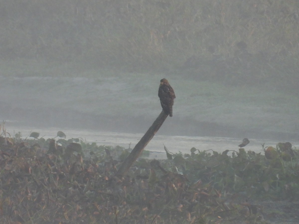 Red-shouldered Hawk - ML646426383